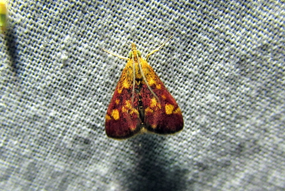 Pyrausta aurata - aranyló bíbormoly