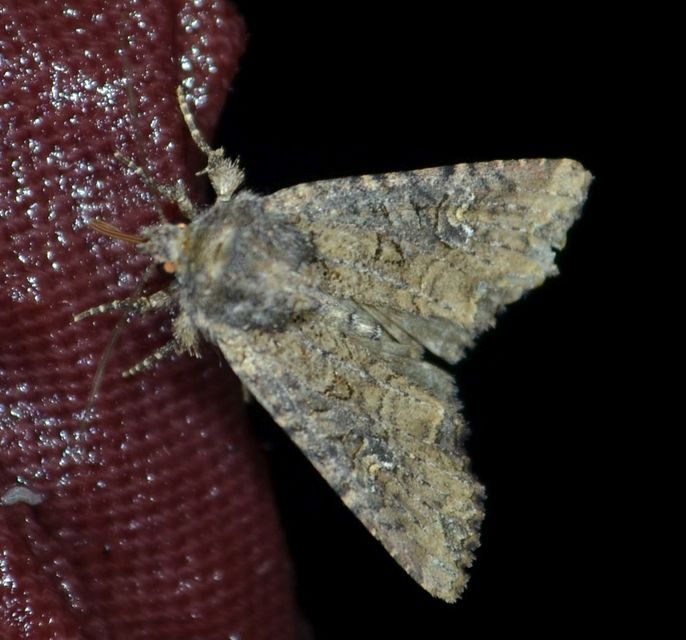 Mesapamea secalella/secalis