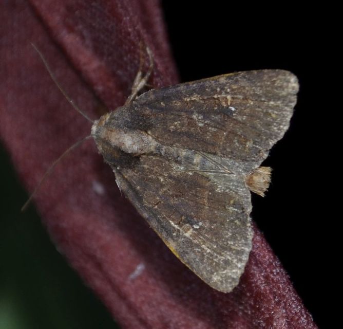 Mesapamea secalella/secalis