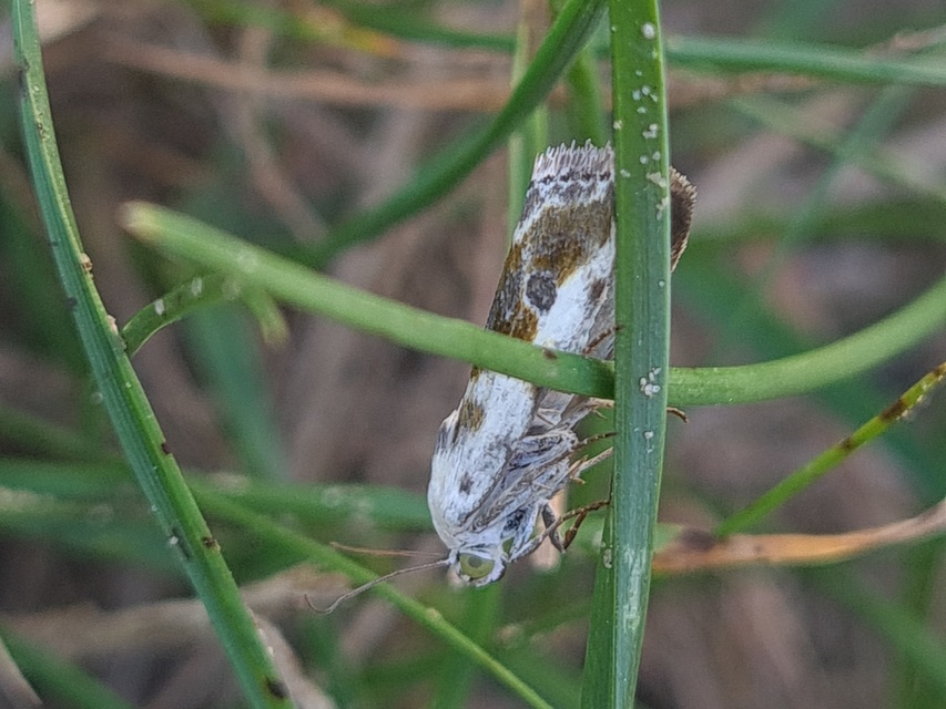 Ponometia candefacta - parlagfűbagoly