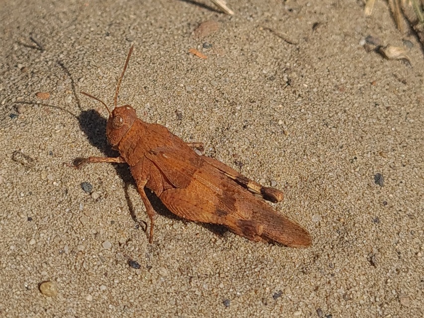 Oedipoda caerulescens - kékszárnyú sáska