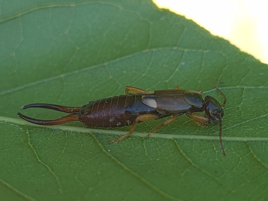 Forficula auricularia - közönséges fülbemászó