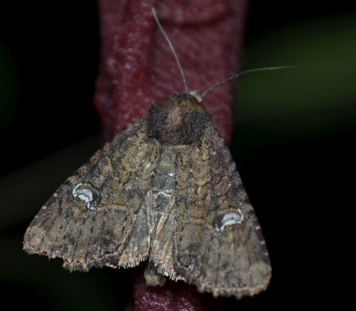 Mesapamea secalella/secalis