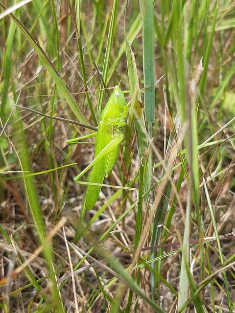 Ruspolia nitidula - nagy kúpfejűszöcske