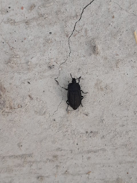 Silpha carinata - karimás dögbogár