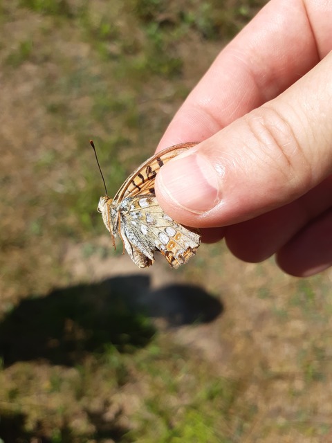 Argynnis adippe - ezüstös gyöngyházlepke