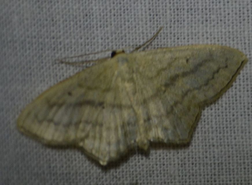 Scopula nigropunctata - feketepettyes araszoló