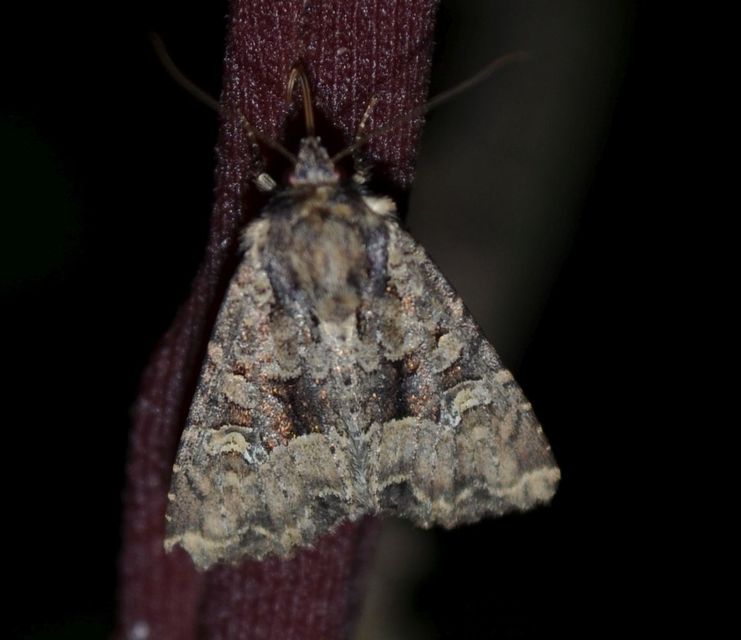 Mesapamea secalella/secalis