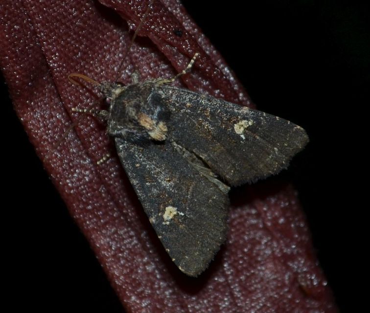 Mesapamea secalella/secalis