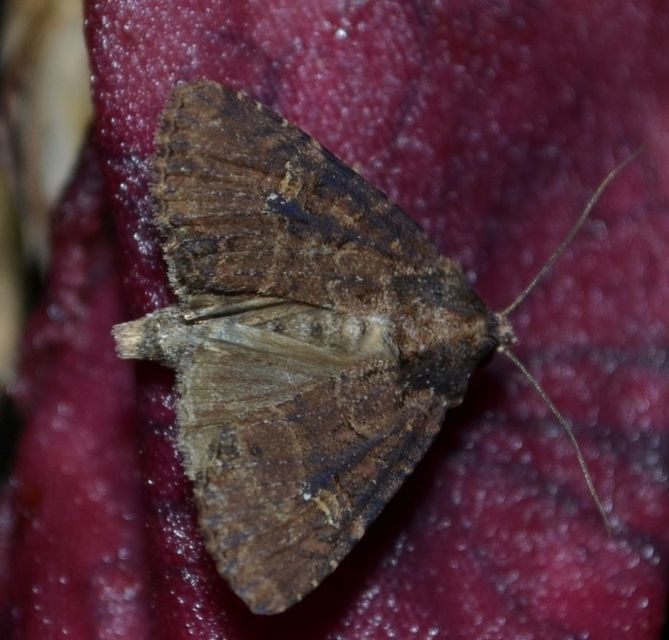 Mesapamea secalella/secalis