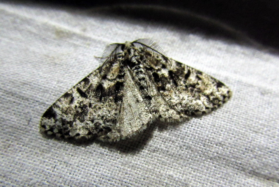 Fagivorina arenaria - bükkfaaraszoló