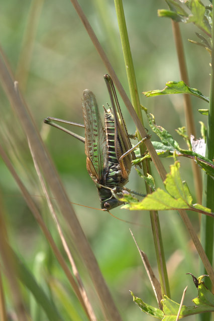 Gampsocleis glabra - tőrös szöcske