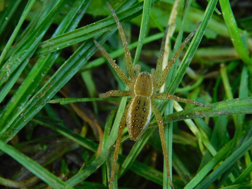 Dolomedes plantarius/fimbriatus