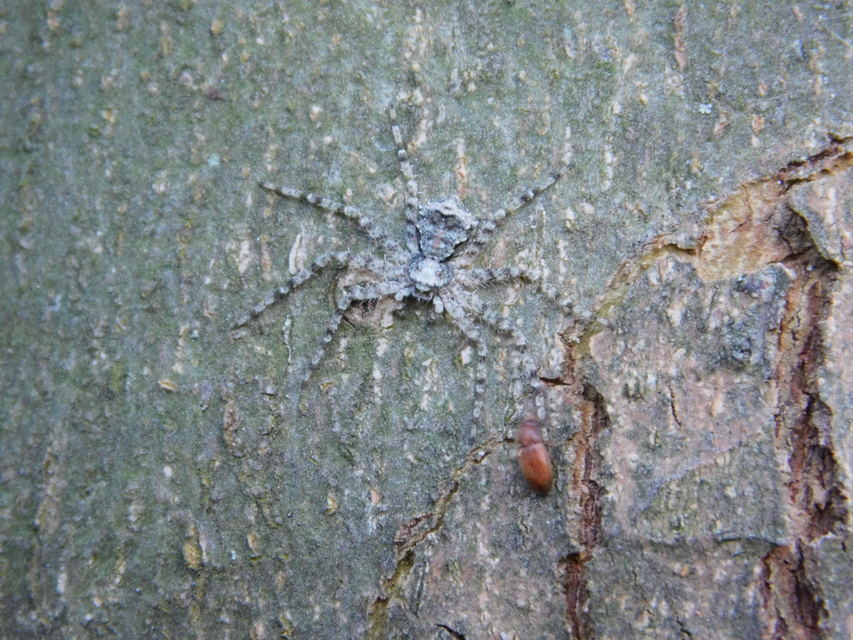 Philodromus poecilus - cifra karolópók