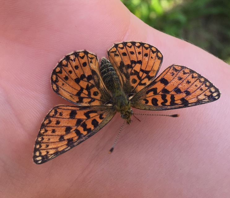 Boloria selene - fakó gyöngyházlepke
