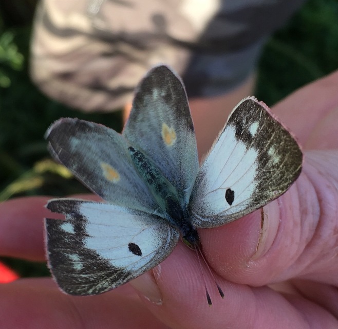Colias croceus - sáfránylepke