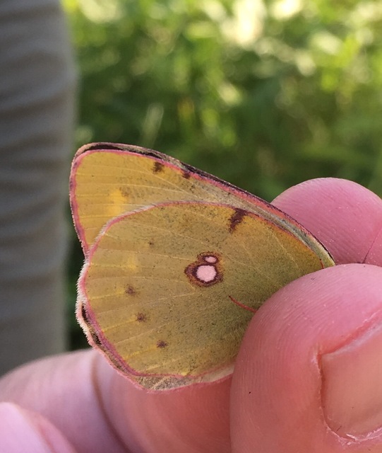 Colias croceus - sáfránylepke