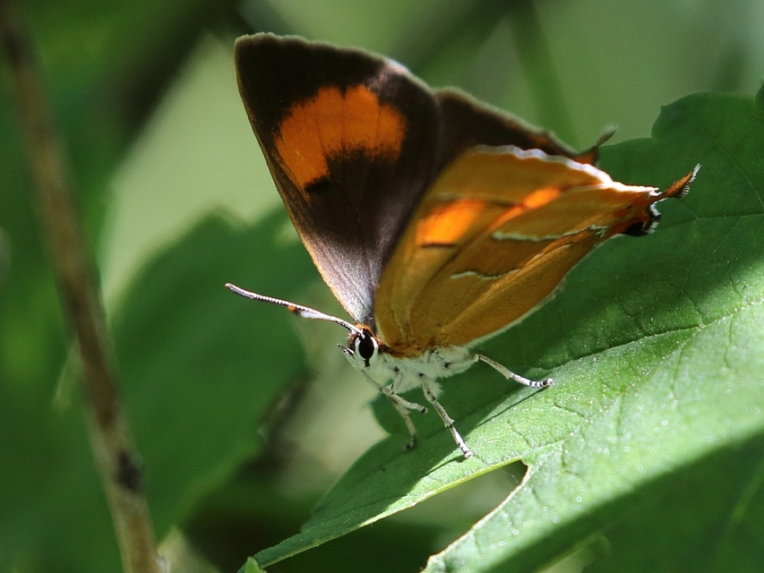 Thecla betulae - nyírfalepke