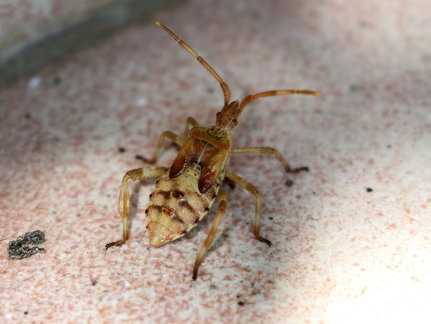 Leptoglossus occidentalis - nyugati levéllábú poloska