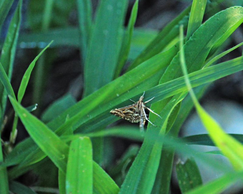 Diasemia reticularis - betűmintás tűzmoly