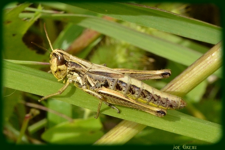 Pseudochorthippus parallelus - közönséges rétisáska