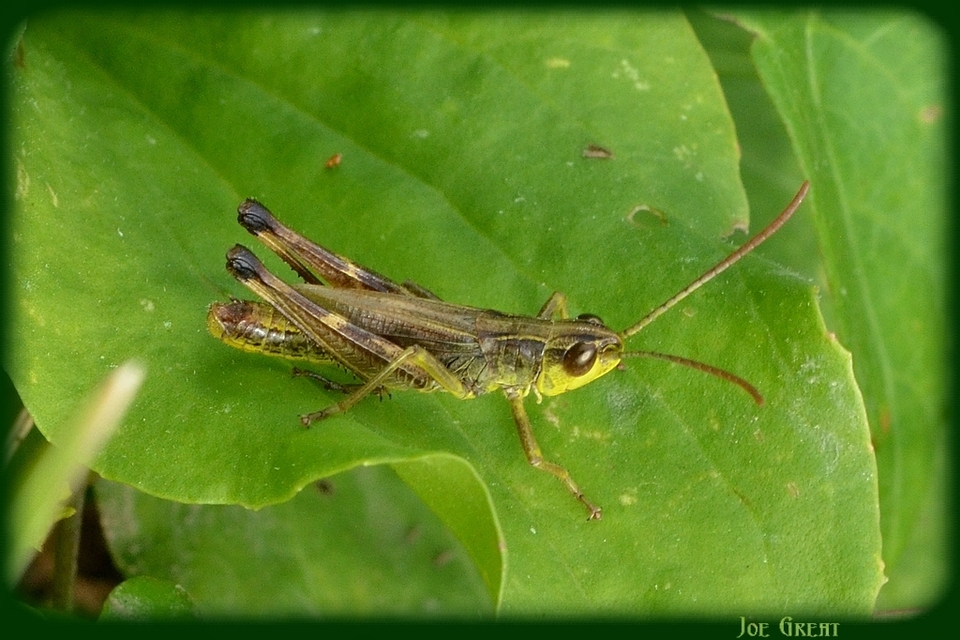 Pseudochorthippus parallelus - közönséges rétisáska