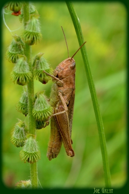 Chorthippus (Chorthippus) (subgenus)