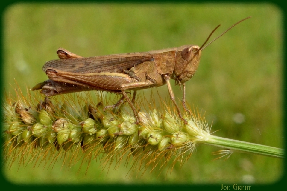 Chorthippus dorsatus - hátas rétisáska