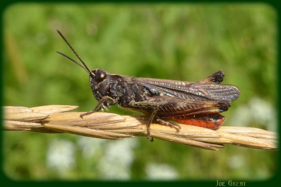 Omocestus rufipes - vöröshasú tarlósáska