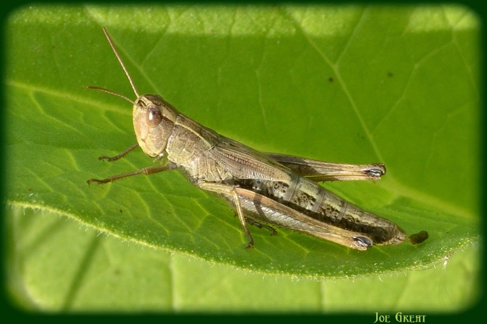 Pseudochorthippus parallelus - közönséges rétisáska