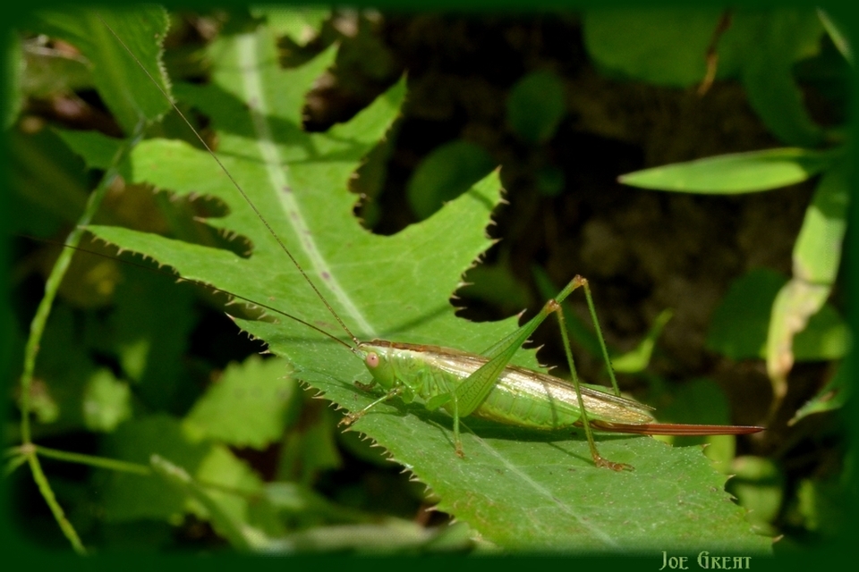Conocephalus fuscus - kis kúpfejűszöcske