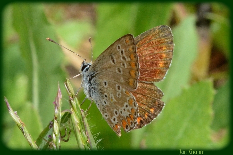 Aricia agestis - szerecsenboglárka
