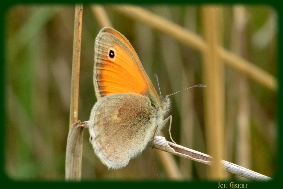 Coenonympha pamphilus - kis szénalepke