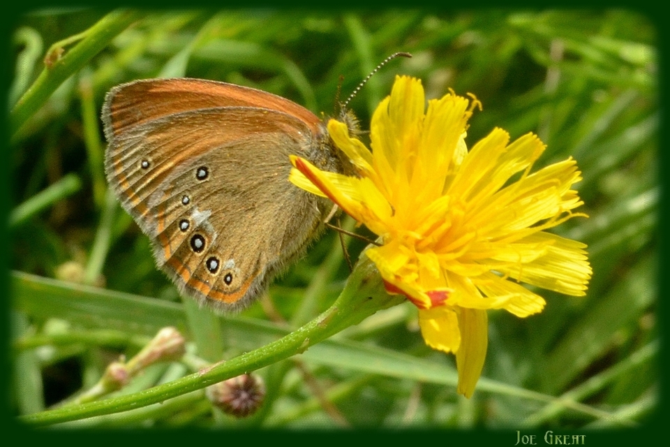 Coenonympha glycerion - közönséges szénalepke