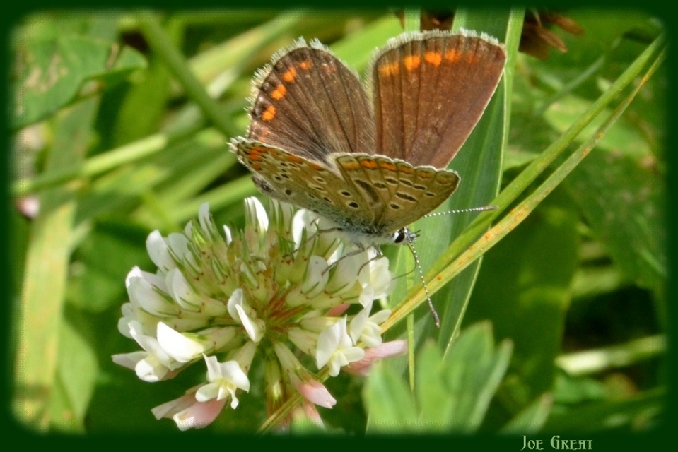 Polyommatus icarus - közönséges boglárka