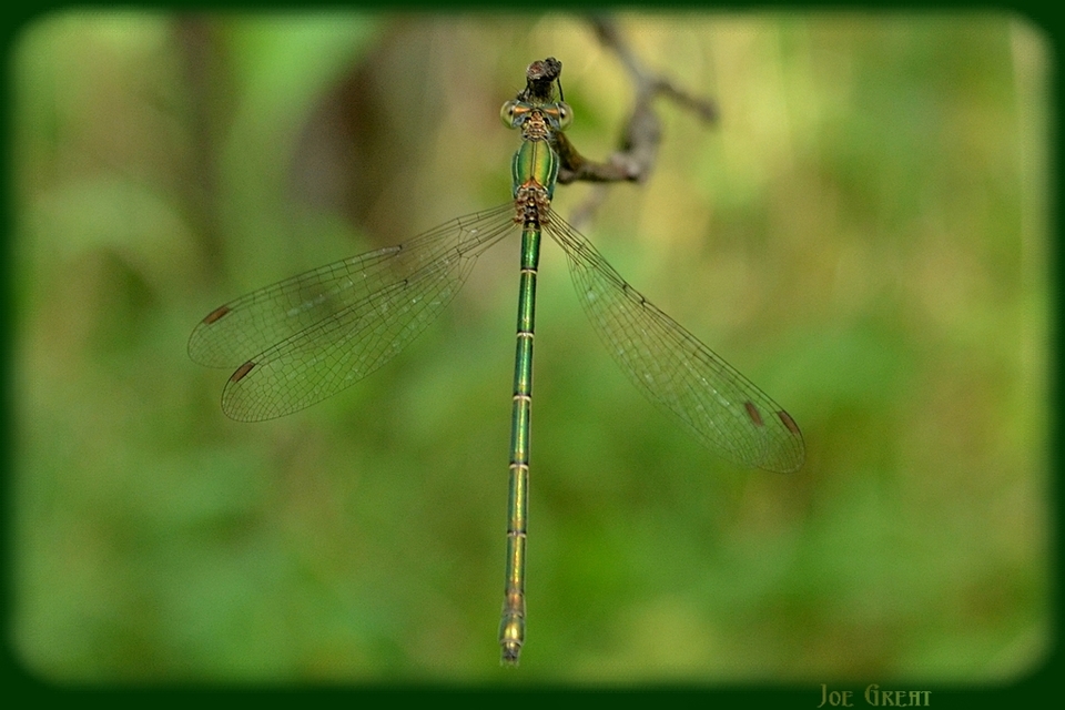 Chalcolestes viridis/parvidens