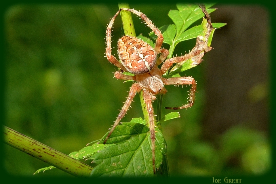 Araneus diadematus - koronás keresztespók