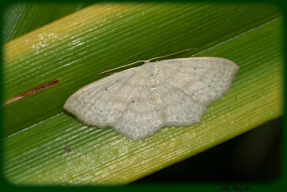 Scopula nigropunctata - feketepettyes araszoló