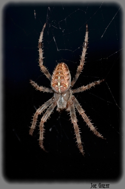 Araneus diadematus - koronás keresztespók