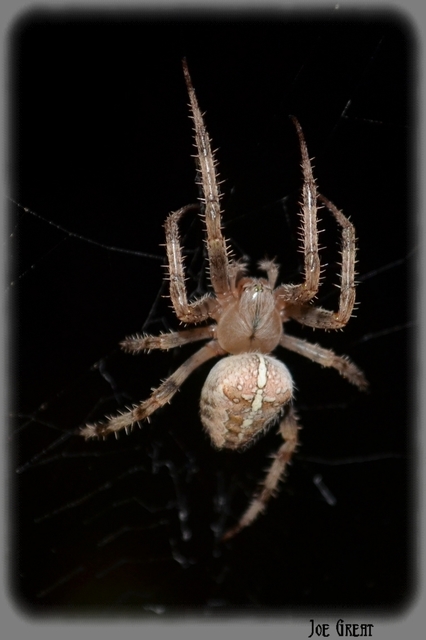 Araneus diadematus - koronás keresztespók