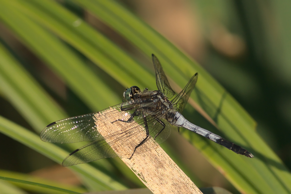 Orthetrum albistylum - fehérfarkú pásztorszitakötő