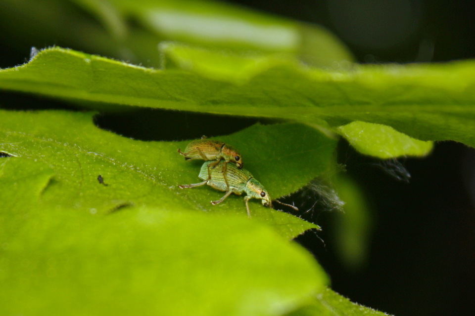 Polydrusus formosus - selymes lombormányos