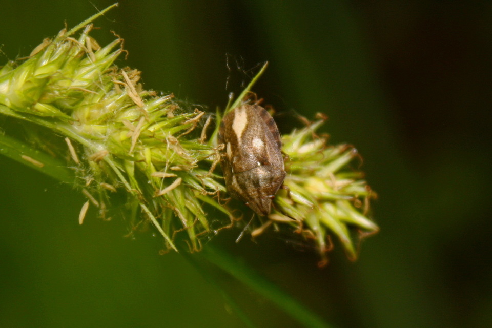 Eurygaster