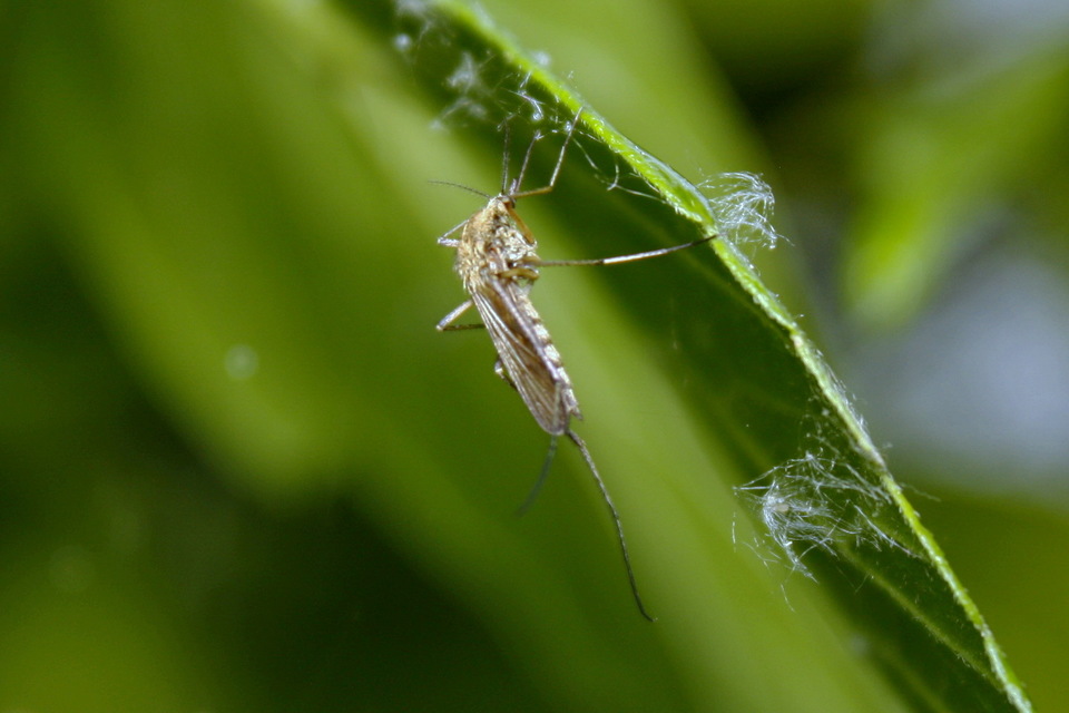 Culicidae - csípőszúnyogok