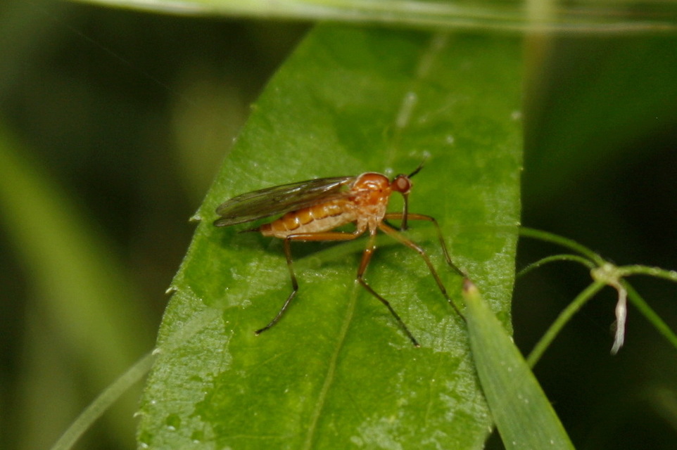 Empis