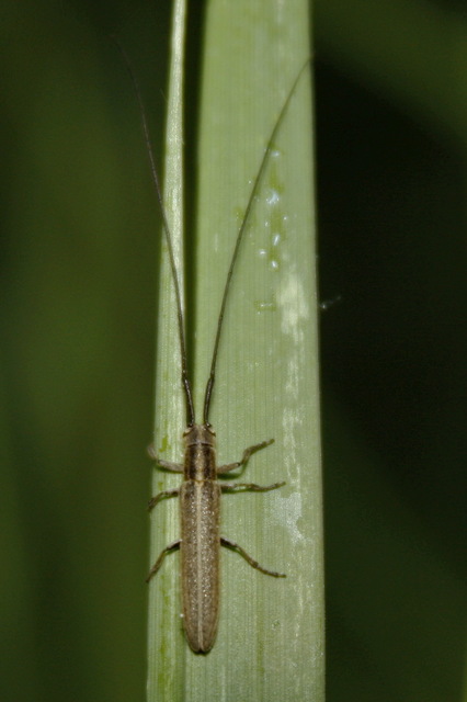 Calamobius filum - hosszúcsápú szalmacincér