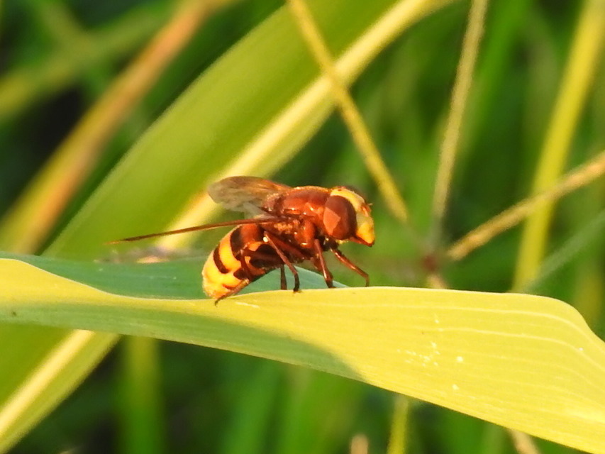 Volucella zonaria - kétöves pihelégy