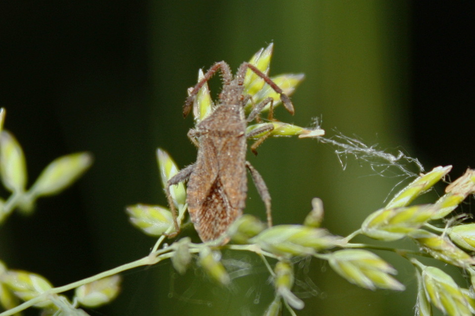 Coriomeris