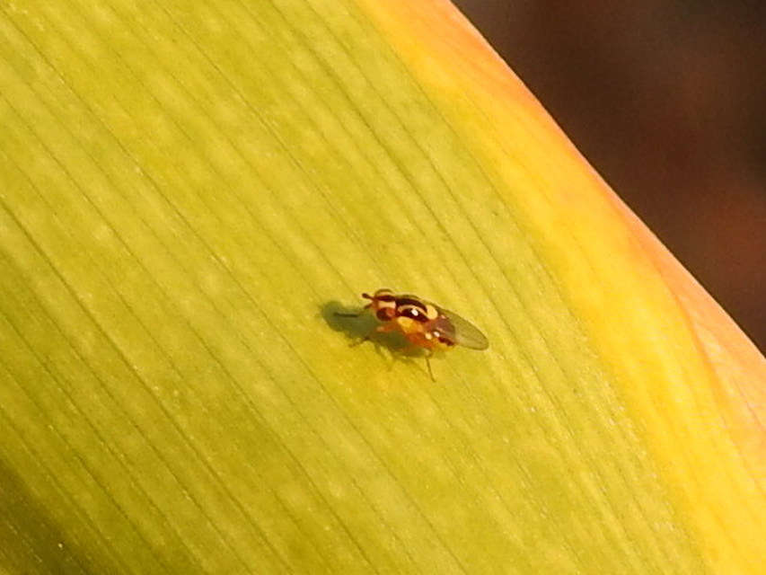 Chloropidae - gabonalegyek
