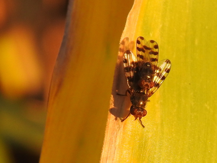 Ceroxys hortulana - kerti foltoslégy